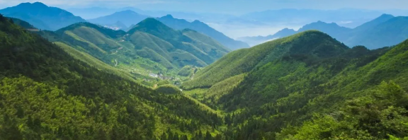 智慧護林有妙招，看太子山如何用科技守護森林